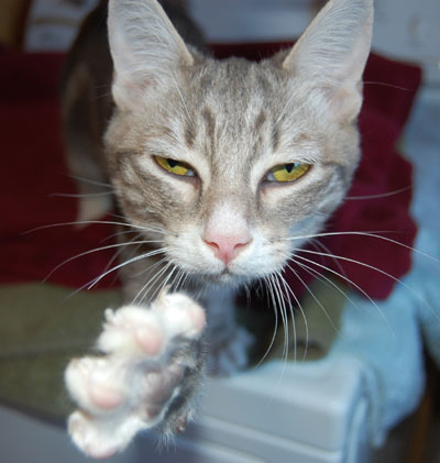 gimme five!