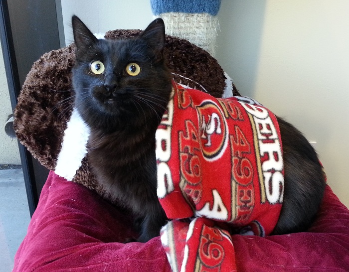 I'm a 49ers fan!