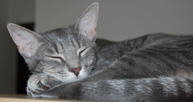 Nap time