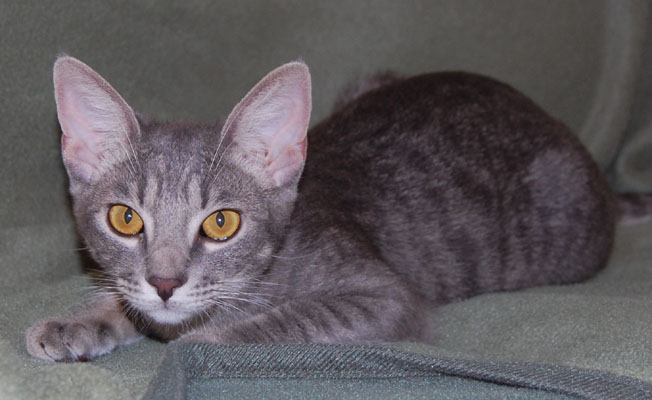 My later, big ear phase