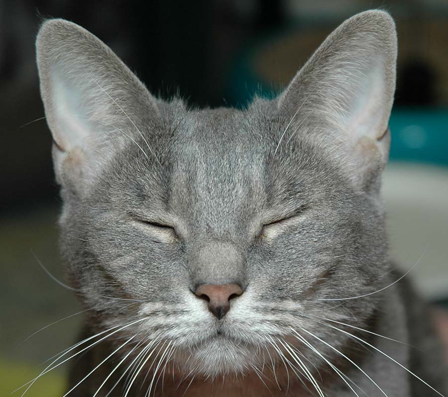 Post-catnip haze