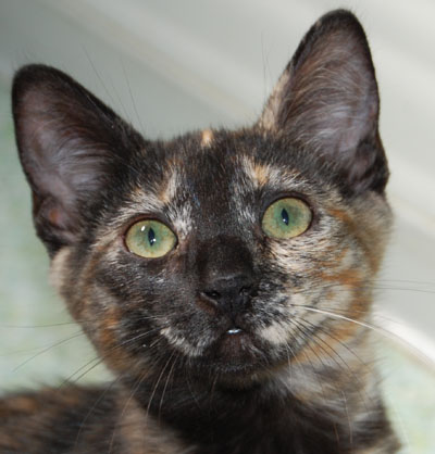 Mimi