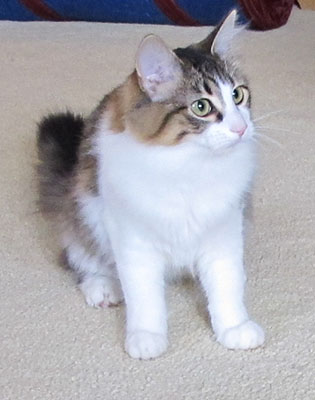Wait for the tail ...