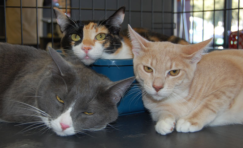 Scrappy, Kendra and me at a fair