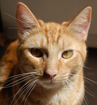 otto fat cat