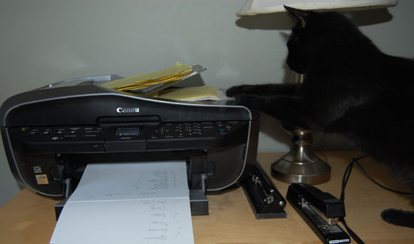 It's too much for one cat to figure out