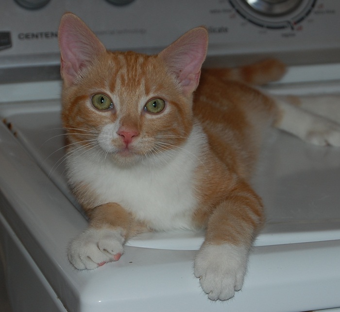 I'll fluff and fold!