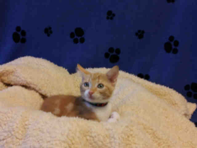 Me at the shelter
