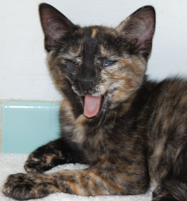 Big yawn -- time for a nap!