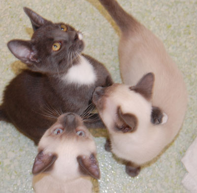with my brothers Bingley and Theo