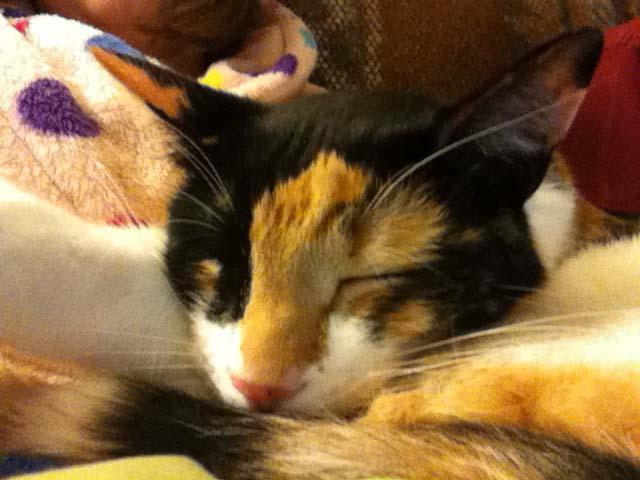 Dictionary picture for Cute!