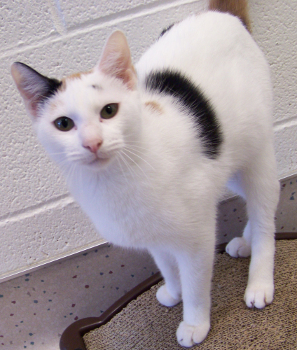 me at the shelter