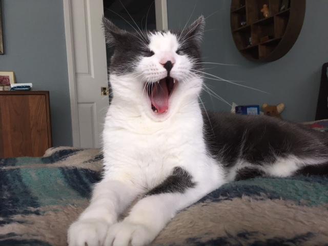 Ha ha that's a scream!