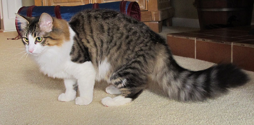 Can you see my tail now?