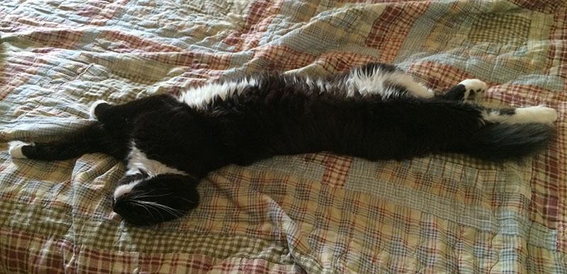 Long cat!