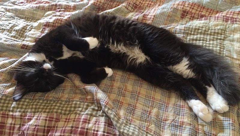 Ahh! To sleep, perchance to dream