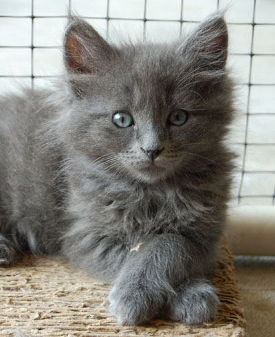 baby pic with cattitude