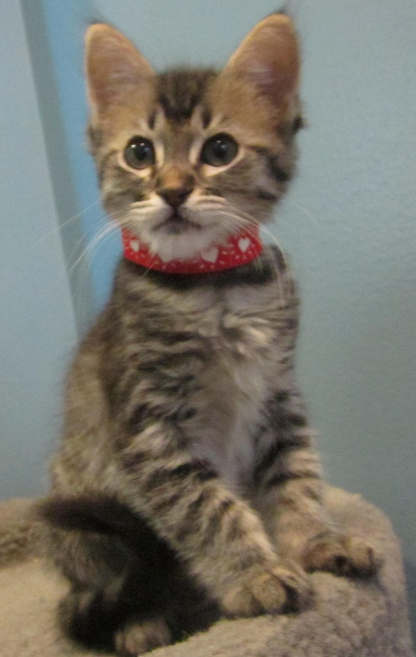 Me at the shelter