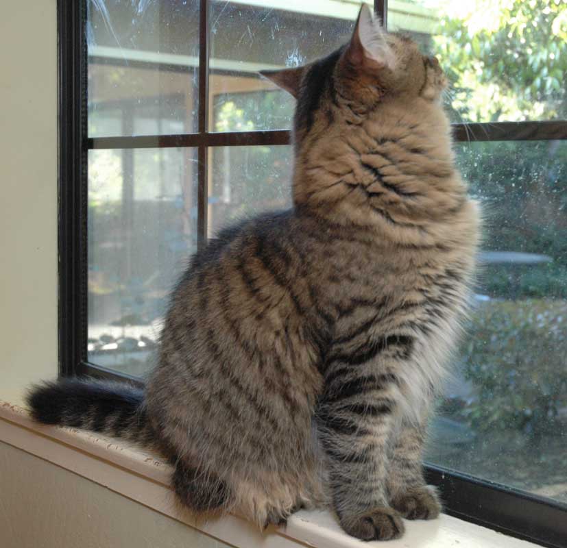 I think I saw a squirrel