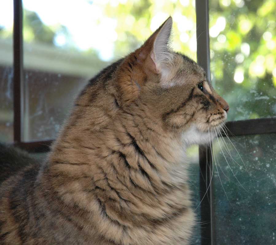 I think this is my best side