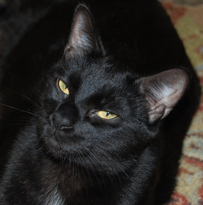 Can your hear my purr?