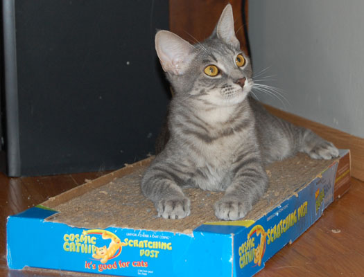This is MY scratcher!